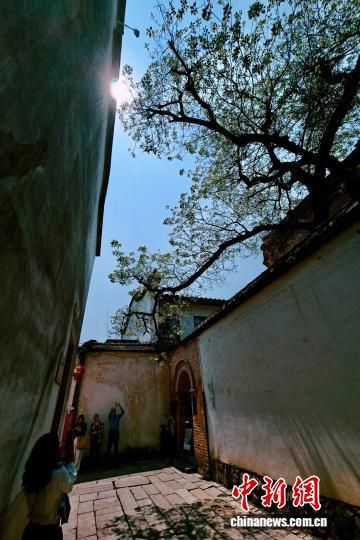 4月9日,福建福州,市民和游客在三坊七巷观看流苏花。中新社记者 王东明 摄 4月9日,福建福州,市民和游客在三坊七巷观看流苏花。中新社记者 王东明 摄