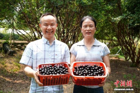 村民们采摘成熟的树葡萄笑开了颜。永定区融媒体中心供图 村民们采摘成熟的树葡萄笑开了颜。永定区融媒体中心供图