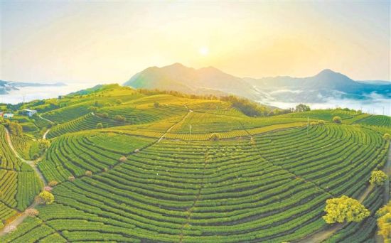 坦洋茶山。李郁 摄 坦洋茶山。李郁 摄