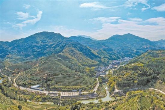 坦洋村茶园 坦洋村茶园