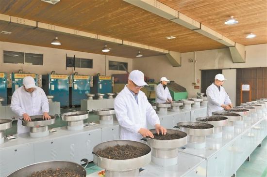 坦洋茶场制茶师运用机械设备进行茶叶烘干 坦洋茶场制茶师运用机械设备进行茶叶烘干
