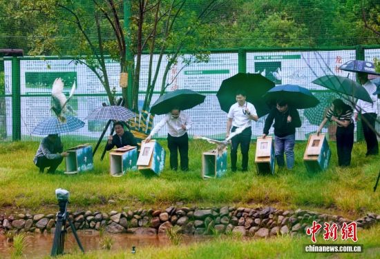 近日,福建省朱鹮种群重建启动仪式在三明市将乐县龙栖山国家级自然保护区举行,来自陕西汉中朱鹮国家级自然保护区的10只朱鹮正式落户福建龙栖山。这标志着绝迹多年的朱鹮重返闽山,也标志着中国南方朱鹮野化放归、种群重建工作正式拉开序幕。朱鹮被誉为“东方宝石”,是国家一级重点保护野生动物,拥有六千万年演化历史,对水质、食物、栖息环境要求极高,是衡量区域生态环境好坏的重要指示物种。图为5月13日,10只朱鹮正式落户福建龙栖山国家级自然保护区。 近日,福建省朱鹮种群重建启动仪式在三明市将乐县龙栖山国家级自然保护区举行,来自陕西汉中朱鹮国家级自然保护区的10只朱鹮正式落户福建龙栖山。这标志着绝迹多年的朱鹮重返闽山,也标志着中国南方朱鹮野化放归、种群重建工作正式拉开序幕。朱鹮被誉为“东方宝石”,是国家一级重点保护野生动物,拥有六千万年演化历史,对水质、食物、栖息环境要求极高,是衡量区域生态环境好坏的重要指示物种。图为5月13日,10只朱鹮正式落户福建龙栖山国家级自然保护区。