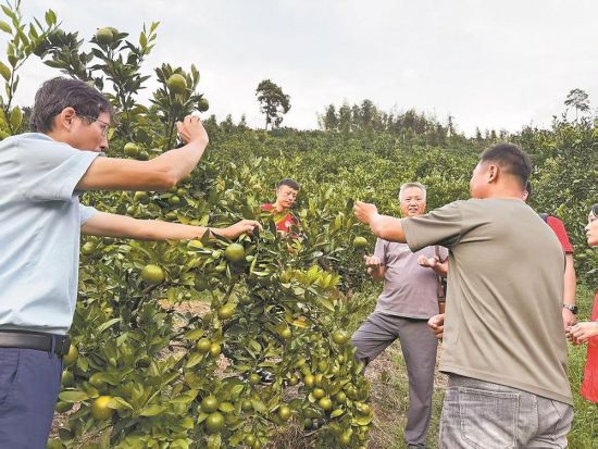 专家与果农在西际村的果园里察看蜜橘长势。 专家与果农在西际村的果园里察看蜜橘长势。