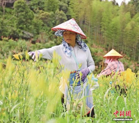 村民在采摘黄花菜。邓玲娟摄 村民在采摘黄花菜。邓玲娟摄