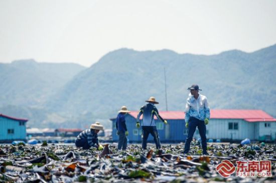 6月1日正午,在霞浦县东安岛海域,渔民们对晾晒在渔排的海带进行翻面。郑奶娜 摄 6月1日正午,在霞浦县东安岛海域,渔民们对晾晒在渔排的海带进行翻面。郑奶娜 摄
