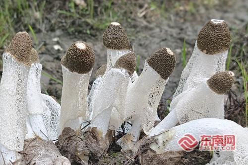 一朵朵洁白的竹荪如同穿着白色纱裙的“精灵”破土而出 一朵朵洁白的竹荪如同穿着白色纱裙的“精灵”破土而出