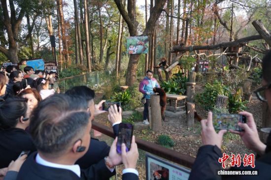 ����ͼ��12��28�գ���2025�Ϻ�̨��������̳�����Ϻ��ٰ졣���գ�̨���д����������Ϻ�����԰���вηá�̨���и��г����Ȼ�����ý��ɷ�ʱ��ʾ���Ϻ����ͳ���ֻС��è��̨������԰��̨�������Ϻ�����һ�Ժڽ���졣�˴ν��������ֶ��ﶼ���ڱ�Σ������н�����Ϊ�˱������խ����Ҳ�������ڶ��ﱣ�������ϵ���Ҫ������ ��������� �ź�ΰ ��