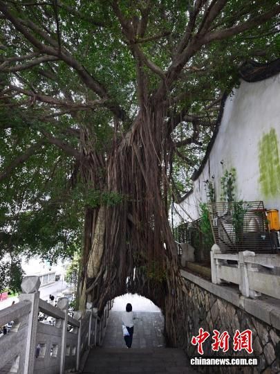 6月10日,游客从福州乌山风景区内的榕树门经过。中新社记者 吕明 摄 6月10日,游客从福州乌山风景区内的榕树门经过。中新社记者 吕明 摄