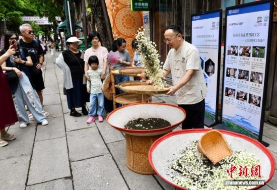 6月13日,市民观看茉莉花茶传统制作技艺。中新社记者 王东明 摄 6月13日,市民观看茉莉花茶传统制作技艺。中新社记者 王东明 摄
