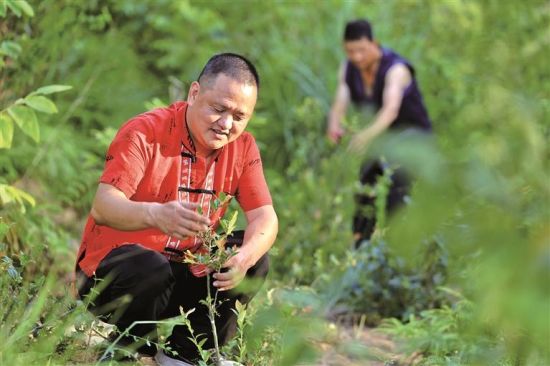 廉岭村乌稔树种植基地。李郁 摄 廉岭村乌稔树种植基地。李郁 摄