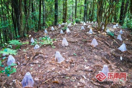 试种基地内种植的紫灵芝 试种基地内种植的紫灵芝