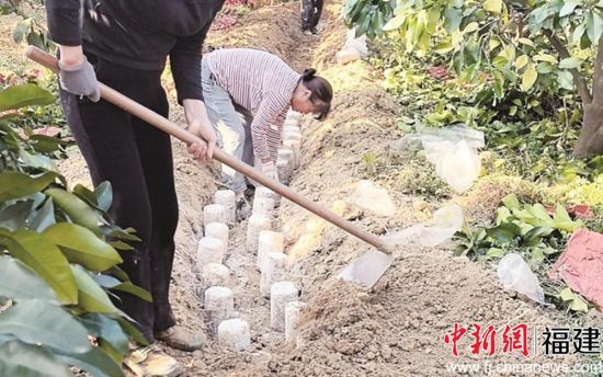 图: 农户正在柚树下种植“柚香菇” 图: 农户正在柚树下种植“柚香菇”