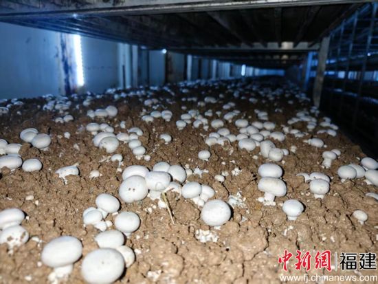 图: 众兴农民专业合作社菇房内的双孢蘑菇 图: 众兴农民专业合作社菇房内的双孢蘑菇