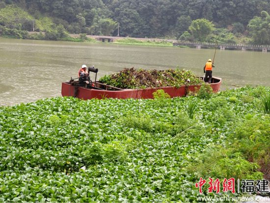 图为打捞水葫芦。沙县区水利局供图 图为打捞水葫芦。沙县区水利局供图