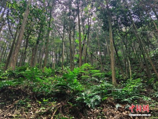 ��̩��Ϫ�����ֳ��������·�Ұ�������µĽ�ë��ާ�˹����ࡣ��̩����ý�����Ĺ�ͼ