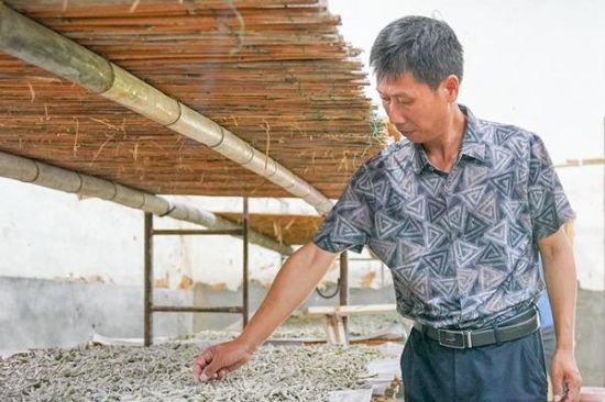 张德宝正在蚕种繁育基地内察看蚕虫生长情况。 张德宝正在蚕种繁育基地内察看蚕虫生长情况。