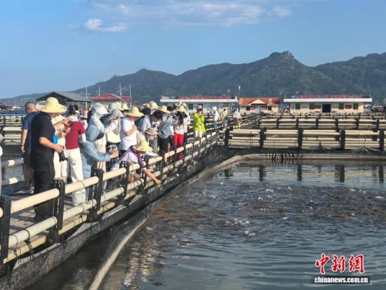 图为参观大黄鱼养殖。中新网记者 叶茂 摄 图为参观大黄鱼养殖。中新网记者 叶茂 摄