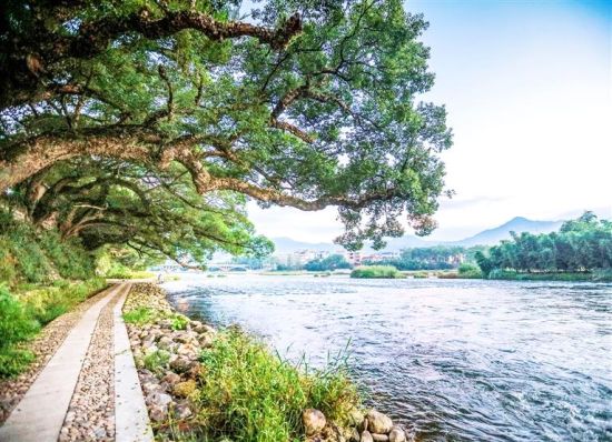 水清岸绿的穆阳溪。美丽福安建设指挥部供图 水清岸绿的穆阳溪。美丽福安建设指挥部供图