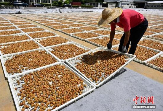 7月29日,一食品加工企业,工人正在忙着晒青梅。中新社记者 张斌 摄 7月29日,一食品加工企业,工人正在忙着晒青梅。中新社记者 张斌 摄