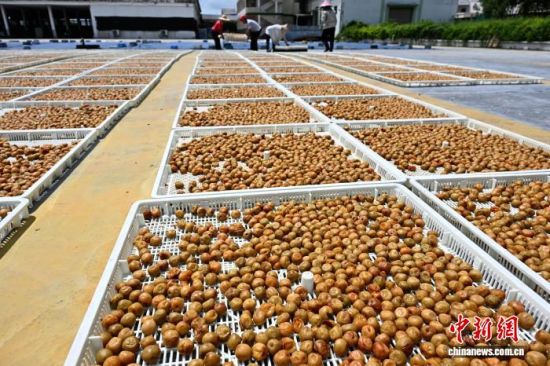 7月29日,一食品加工企业,工人正在忙着晒青梅。中新社记者 张斌 摄 7月29日,一食品加工企业,工人正在忙着晒青梅。中新社记者 张斌 摄