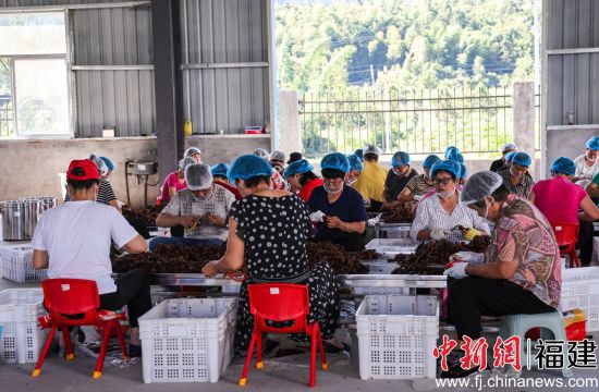 图为农户在进行加工。董观生摄 图为农户在进行加工。董观生摄
