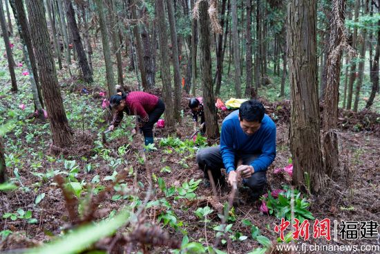 图为农户在林间劳作。董观生摄 图为农户在林间劳作。董观生摄