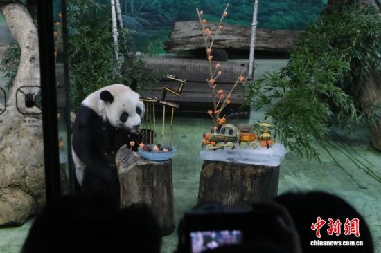 8月30日是大陆赠台大熊猫“圆圆”的22岁生日,许多台湾民众到台北市立动物园为其庆生。 中新社记者 朱贺 摄 8月30日是大陆赠台大熊猫“圆圆”的22岁生日,许多台湾民众到台北市立动物园为其庆生。 中新社记者 朱贺 摄