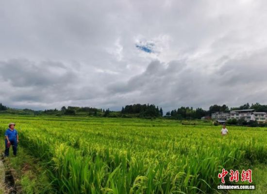 9月4日,宁化县淮阳村村民正手拿绳子在稻种田内赶花粉。雷朝良 摄 9月4日,宁化县淮阳村村民正手拿绳子在稻种田内赶花粉。雷朝良 摄