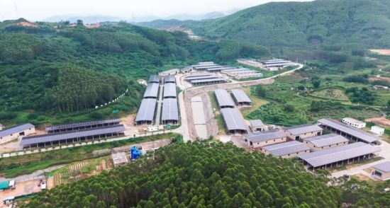 诏安县南方肉牛育肥场 诏安县南方肉牛育肥场