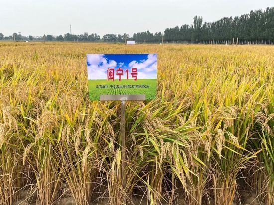 “闽宁1号”田间图 “闽宁1号”田间图