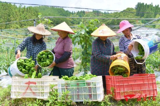 在峰兆农业专业合作社辣椒种植基地里,工人在倒筐分装采摘好的辣椒。余长青 摄 在峰兆农业专业合作社辣椒种植基地里,工人在倒筐分装采摘好的辣椒。余长青 摄