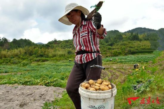 镇前高山土豆丰收,工人忙着挑运刚采收的土豆。 周楠楠 摄 镇前高山土豆丰收,工人忙着挑运刚采收的土豆。 周楠楠 摄