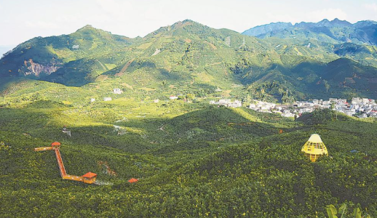 平和县霞寨镇高寨村的万亩柚海 平和县霞寨镇高寨村的万亩柚海
