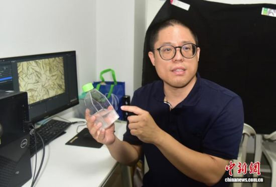 9月11日,吴升晏在福建农林大学展示含有益线虫的水溶液。样品用于室内实验,借助电脑观测线虫形态与活性。中新社记者 张丽君 摄 9月11日,吴升晏在福建农林大学展示含有益线虫的水溶液。样品用于室内实验,借助电脑观测线虫形态与活性。中新社记者 张丽君 摄