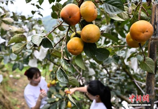 9月24日,市民在柿园体验采摘甜柿。中新社记者 张斌 摄 9月24日,市民在柿园体验采摘甜柿。中新社记者 张斌 摄