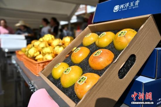 9月24日,活动上展销的甜柿吸引民众前来品尝采购。中新社记者 张斌 摄 9月24日,活动上展销的甜柿吸引民众前来品尝采购。中新社记者 张斌 摄