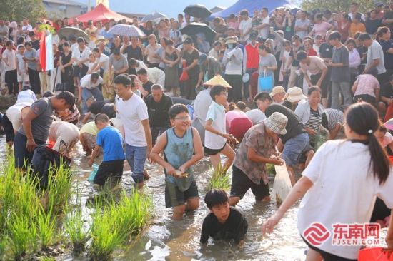 9月27日,在武夷山市吴屯乡,游客体验捕捉稻花鱼。黄杰敏 摄 9月27日,在武夷山市吴屯乡,游客体验捕捉稻花鱼。黄杰敏 摄