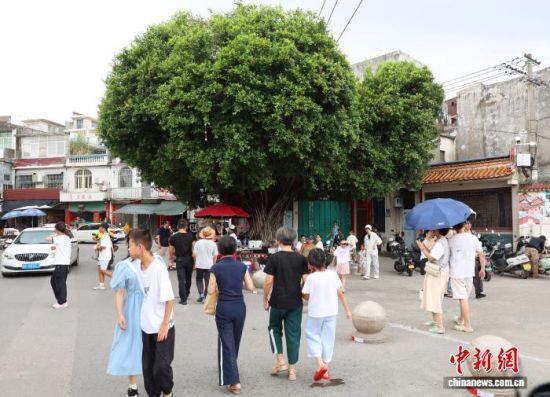 图为“偏心树”吸引游客驻足。钟晓霞 摄 图为“偏心树”吸引游客驻足。钟晓霞 摄