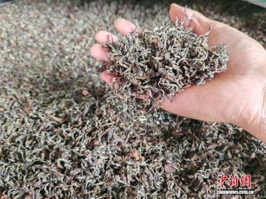 10月3日,烘干后的大田美人茶茶身呈明亮鲜艳的白、青、褐、红、黄五色相间。雷朝良 摄 10月3日,烘干后的大田美人茶茶身呈明亮鲜艳的白、青、褐、红、黄五色相间。雷朝良 摄
