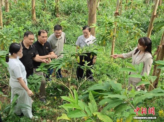 福建省农业科学院亚热带农业研究所专家到坂里乡为林农提供技术指导。长泰区融媒体中心供图 福建省农业科学院亚热带农业研究所专家到坂里乡为林农提供技术指导。长泰区融媒体中心供图