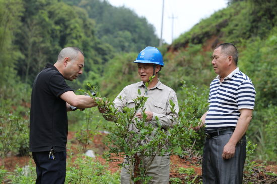 国网三明供电公司协同属地林业部门技术人员走进下渠镇“廊下共赢——社会责任根植线路走廊低矮经济作物置换“现场,指导农户做好油茶日常管护。 国网三明供电公司协同属地林业部门技术人员走进下渠镇“廊下共赢——社会责任根植线路走廊低矮经济作物置换“现场,指导农户做好油茶日常管护。