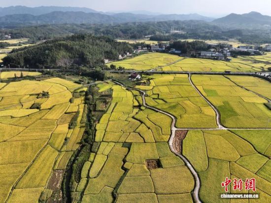 10月14日,空中俯瞰世界客家祖地——福建省宁化县石壁镇,乡间的稻田与民居、山峦等相映成景,勾勒出一幅诗意的乡村丰收画卷。(无人机照片)中新社记者 张斌 摄 10月14日,空中俯瞰世界客家祖地——福建省宁化县石壁镇,乡间的稻田与民居、山峦等相映成景,勾勒出一幅诗意的乡村丰收画卷。(无人机照片)中新社记者 张斌 摄