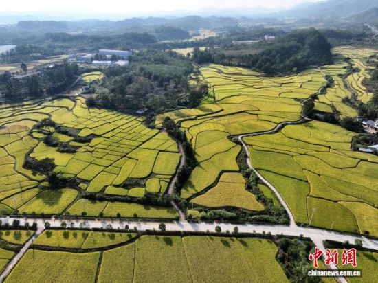 10月14日,空中俯瞰世界客家祖地——福建省宁化县石壁镇,乡间的稻田与民居、山峦等相映成景,勾勒出一幅诗意的乡村丰收画卷。(无人机照片)中新社记者 张斌 摄 10月14日,空中俯瞰世界客家祖地——福建省宁化县石壁镇,乡间的稻田与民居、山峦等相映成景,勾勒出一幅诗意的乡村丰收画卷。(无人机照片)中新社记者 张斌 摄