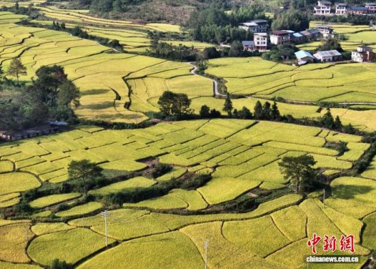 10月14日,空中俯瞰世界客家祖地——福建省宁化县石壁镇,乡间的稻田与民居、山峦等相映成景,勾勒出一幅诗意的乡村丰收画卷。(无人机照片)中新社记者 张斌 摄 10月14日,空中俯瞰世界客家祖地——福建省宁化县石壁镇,乡间的稻田与民居、山峦等相映成景,勾勒出一幅诗意的乡村丰收画卷。(无人机照片)中新社记者 张斌 摄