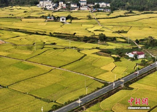 10月14日,空中俯瞰世界客家祖地——福建省宁化县石壁镇,乡间的稻田与民居、山峦等相映成景,勾勒出一幅诗意的乡村丰收画卷。(无人机照片)中新社记者 张斌 摄 10月14日,空中俯瞰世界客家祖地——福建省宁化县石壁镇,乡间的稻田与民居、山峦等相映成景,勾勒出一幅诗意的乡村丰收画卷。(无人机照片)中新社记者 张斌 摄