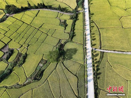 10月14日,空中俯瞰世界客家祖地——福建省宁化县石壁镇,乡间的稻田与民居、山峦等相映成景,勾勒出一幅诗意的乡村丰收画卷。(无人机照片)中新社记者 张斌 摄 10月14日,空中俯瞰世界客家祖地——福建省宁化县石壁镇,乡间的稻田与民居、山峦等相映成景,勾勒出一幅诗意的乡村丰收画卷。(无人机照片)中新社记者 张斌 摄