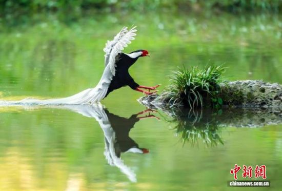 “踏水登岸”的白鹇。张爱娟 摄 “踏水登岸”的白鹇。张爱娟 摄