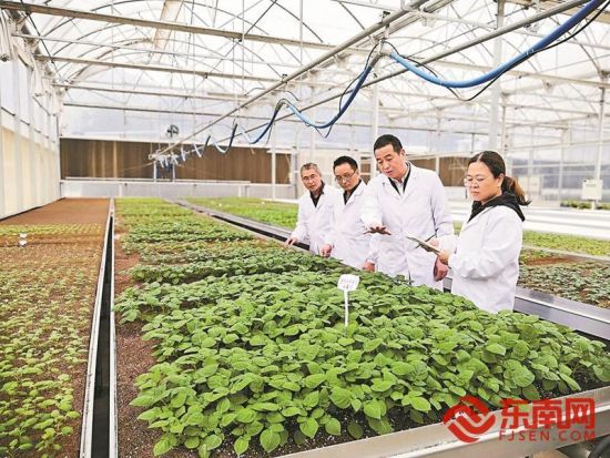 汤浩(右二)指导团队成员开展马铃薯繁育工作。(受访者供图) 汤浩(右二)指导团队成员开展马铃薯繁育工作。(受访者供图)