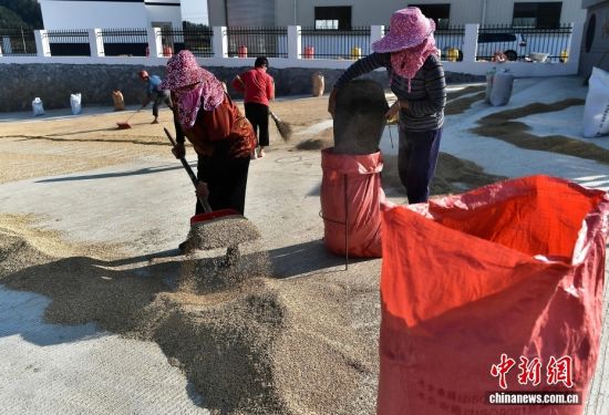 ͼΪ10��13�գ����������ڽ���ɹ�õĵ��Ƚ��д���洢�������������ش�����չ���ʵ��ײ�ҵ����ԭ����ֵ��ũ�����գ�����������ˡ���������� �ű� ��