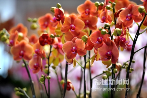 什么是原生种蝴蝶兰 U219P4T1D157649F9DT20111122101041.jpg